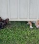 New Puppy Neighbors Peek Under Fence