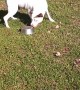 Portly Pup Plays With Empty Bowl