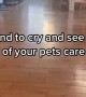 Do Pets Care If You Cry?
