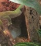 Kiwi the Gecko Doesn't Use Arms to Eat