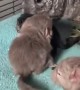 Baby Chinchilla Siblings Battle in the First Hour of Life