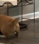 Corgi Sticks His Head in Water Bowl