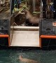 Sea Lion Climbs Aboard Looking for a Quick Meal