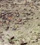 Invasion of Fiddler Crabs on Florida Coast