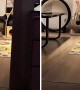 Lazy owner uses cat as a remote light switch