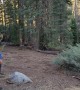Man Attempts To Scare Bear From Campsite