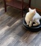 Kitty Takes Roomba for a Ride