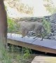 Leopard Prowls Through Lodge