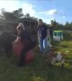 Police rescue trapped cow from a barrel