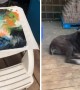 Super talented dog paints a masterpiece with peanut butter