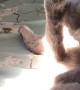 Cat is Passionate About Washing its Tail