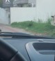 Cow Runs into Street and Knocks Over Motorcyclist