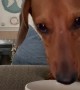 Sneaky pup caught on camera drinking owner\'s coffee