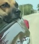Doggy Enjoys Breeze Blowing Through His Cheeks