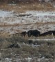 Bear Challenges Wolves Over Elk Carcass