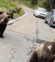 Bear Family Relaxes on Roadway