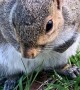 Friendly Squirrel Sits With Human Who Rescued Him