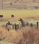 Elk Gets Hung up While Jumping Over Fence