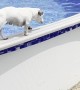 Dog Has Interesting Way of Getting Out of Pool