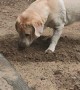 Lab Caught Burying Rag in Dirt