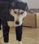 Husky Hates His Halloween Costume