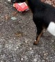 Goat Gets Trapped After Deep Diving Into Food Box