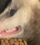 Dramatic Opossum Plays Dead in the Dinner Bowl
