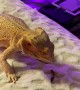 Bearded Dragon Struggles to Catch His Dinner