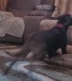 Pooch Goes Paws Up Over Couch