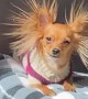 Eevee the Long-Haired Chihuahua with Static Ear Hair