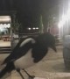 Magpie Steals A Sip of Cider