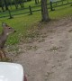 Extra Friendly Deer Plays With Pup