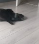 Robot Vacuum Runs Over Cat's Tail