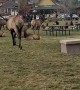 Person Walking Between Two Bull Elk Gets Charged