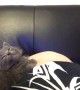 Kitten Slowly Lays Back and Falls Asleep