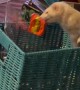 Ferret Goes Fishing For Candy