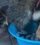 Pet Raccoon Hogs Water Bowl