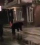 Black Bears Brawl in Downtown Juneau