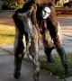 Creepy four-legged monster costume will leave you terrified  