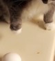 Cat Launces Egg Across the Kitchen