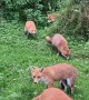Generations of Foxes Feed