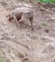 Viola the Dog Play in Mud Looks Like a Pig