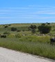 Blue Wildebeest Herd Crossing the Road