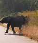 Impatient Safari Guide Upsets Herd of Elephants