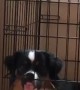 Mini Aussie Isn't a Fan of Crate Training