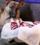 Dog Watches Baby Sleep