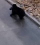 Gutsy Black Bear Takes Off With Trash