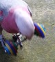 Parrot Shows off Weight Lifting Talents