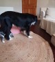Border Collie Puts Up With Playful Kitten