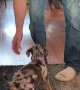Catahoula Puppy Chews on Feet